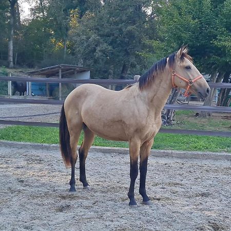 Repos Rouge-Plaisir Au Milieu Des Chevaux Apartment Kembs Luaran gambar