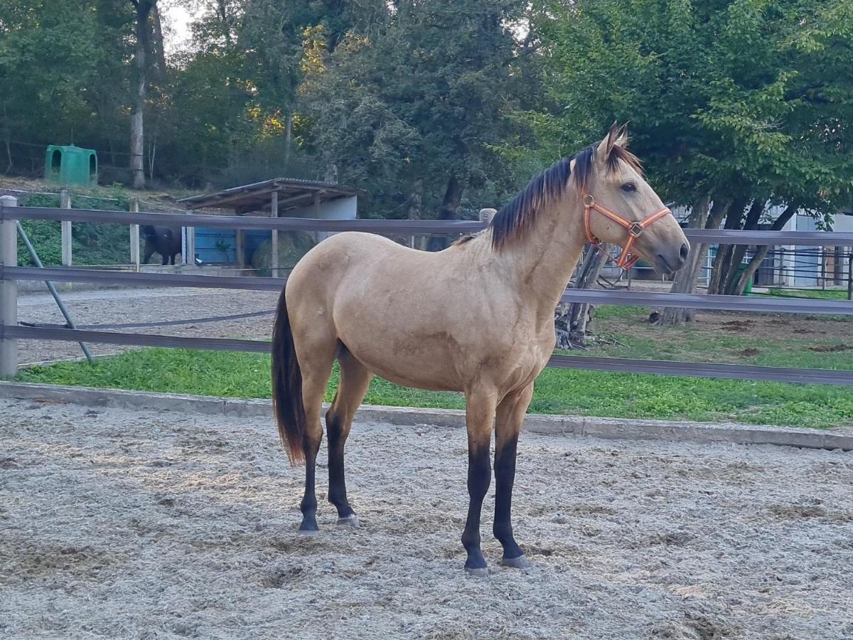Repos Rouge-Plaisir Au Milieu Des Chevaux Apartment Kembs Luaran gambar
