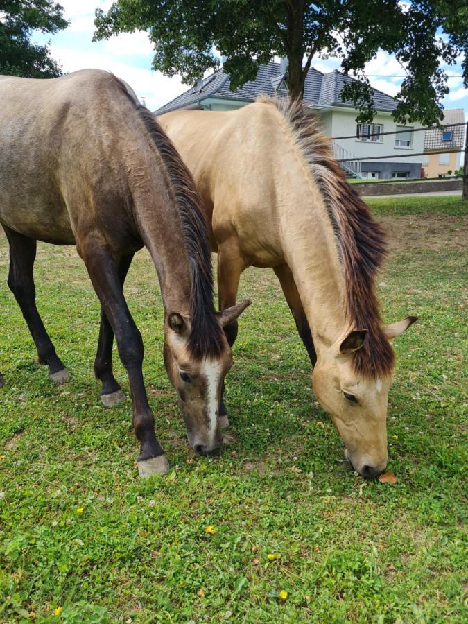 Repos Rouge-Plaisir Au Milieu Des Chevaux Apartment Kembs Luaran gambar